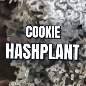 Cookie Hashplant Cannabis Strain