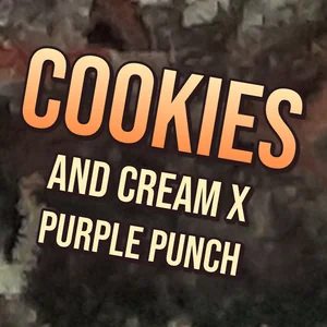 Cookies And Cream x Purple Punch Cannabis Strain