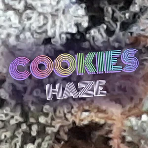 Cookies Haze Cannabis Strain