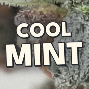 Cool Mint Cannabis Strain