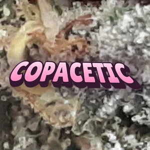 Copacetic Cannabis Strain