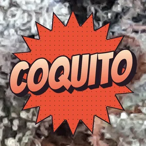 Coquito Cannabis Strain