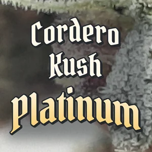 Cordero Kush Platinum Cannabis Strain