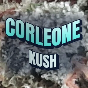 Corleone Kush Cannabis Strain