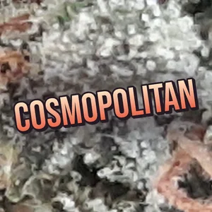 Cosmopolitan Cannabis Strain