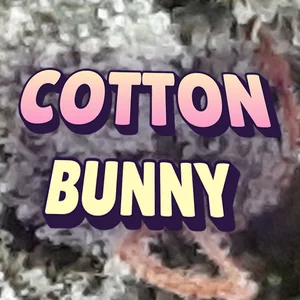 Cotton Bunny Cannabis Strain