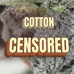 Cotton Censored Cannabis Strain