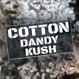 Cotton Dandy Kush Cannabis Strain