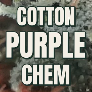 Cotton Purple Chem Cannabis Strain