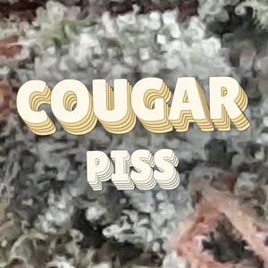 Cougar Piss Cannabis Strain
