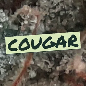Cougar Cannabis Strain