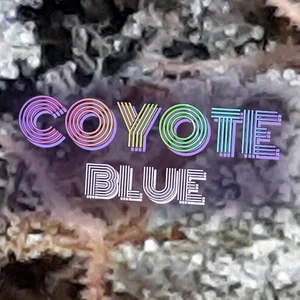 COYOTE BLUE Cannabis Strain