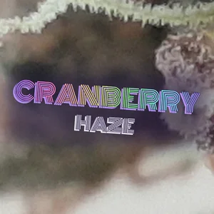 Cranberry Haze Cannabis Strain