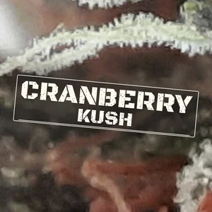 Cranberry Kush Cannabis Strain