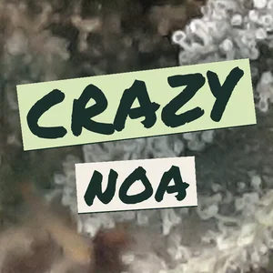 Crazy Noa Cannabis Strain