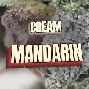 Cream Mandarin Cannabis Strain