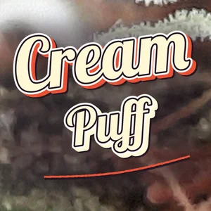 Cream Puff Cannabis Strain