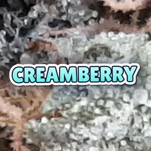 Creamberry Cannabis Strain