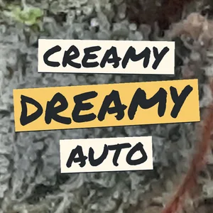 Creamy Dreamy Auto Cannabis Strain