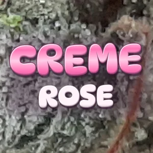 Creme Rose Cannabis Strain