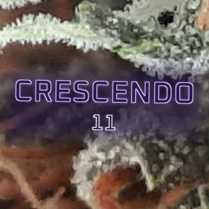 Crescendo 11 Cannabis Strain