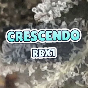 Crescendo Rbx1 Cannabis Strain