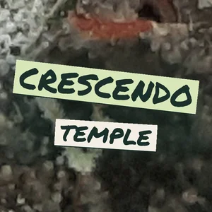 CrescendO Temple Cannabis Strain