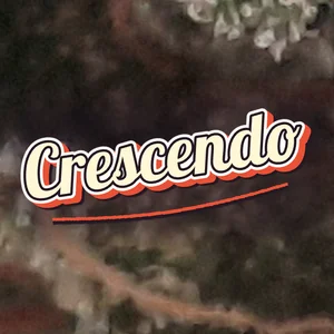 Crescendo Cannabis Strain