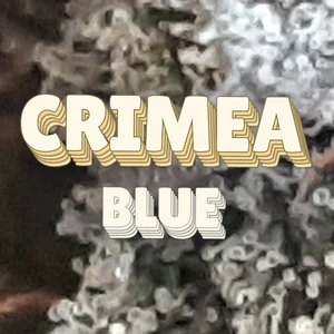 Crimea Blue Cannabis Strain