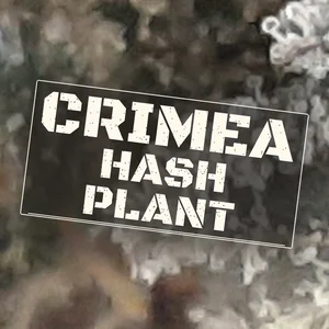 Crimea Hash Plant Cannabis Strain