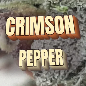 Crimson Pepper Cannabis Strain