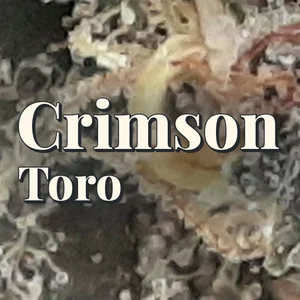 Crimson Toro Cannabis Strain