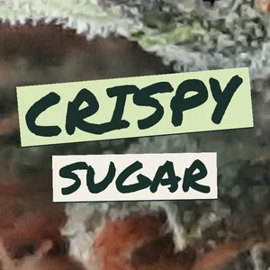 Crispy Sugar Cannabis Strain
