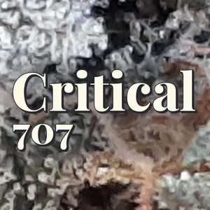 Critical 707 Cannabis Strain