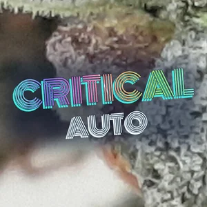 Critical Auto Cannabis Strain