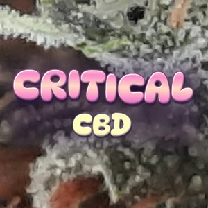 Critical CBD Cannabis Strain