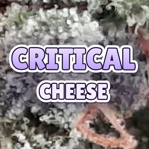 Critical Cheese Cannabis Strain