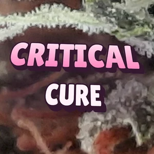 Critical Cure Cannabis Strain