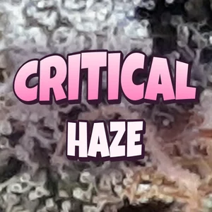 Critical Haze Cannabis Strain