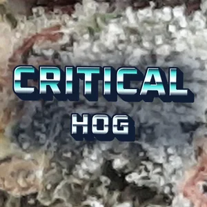 Critical Hog Cannabis Strain