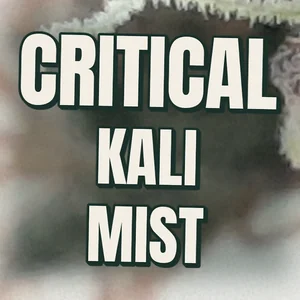 Critical Kali Mist Cannabis Strain