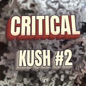 Critical Kush #2 Cannabis Strain