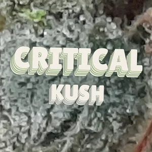 Critical Kush Cannabis Strain