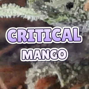Critical Mango Cannabis Strain