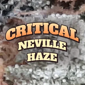 Critical Neville Haze Cannabis Strain