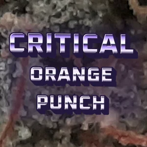 Critical Orange Punch Cannabis Strain