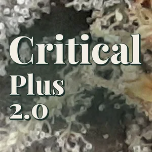 Critical Plus 2.0 Cannabis Strain
