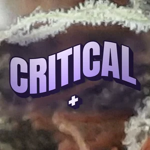 Critical + Cannabis Strain