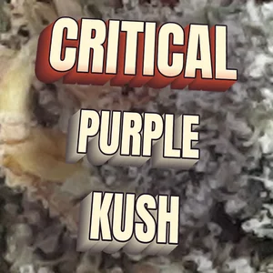 Critical Purple Kush Cannabis Strain