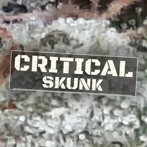 Critical Skunk Cannabis Strain